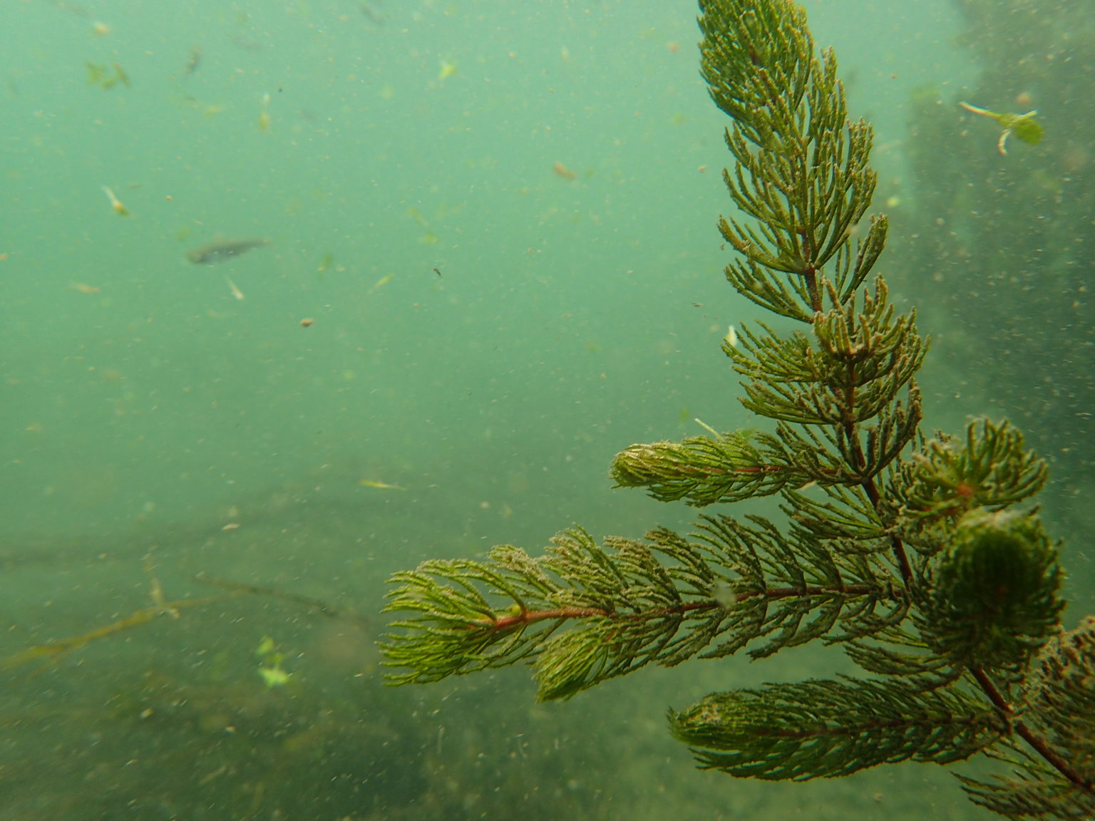 Plantes aquatiques - Tinca Environnement